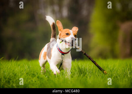 Hund Beagle mit einem Stock auf der grünen Wiese im Frühjahr läuft in Richtung Kamera Stockfoto