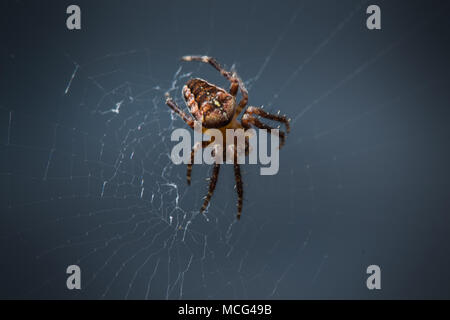 Spinne im Netz der Spinne Stockfoto