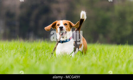Hund Beagle mit einem Stock auf der grünen Wiese im Frühjahr läuft in Richtung Kamera Stockfoto