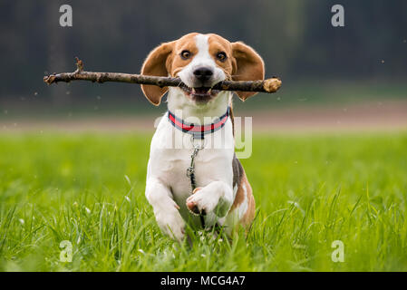 Hund Beagle mit einem Stock auf der grünen Wiese im Frühjahr läuft in Richtung Kamera Stockfoto
