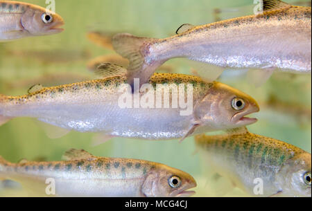 WA 14300-00 ... WASHINGTON - Chinook lachs Lachse im Seattle Aquarium. Stockfoto