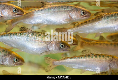 WA 14302-00 ... WASHINGTON - Chinook lachs Lachse im Seattle Aquarium. Stockfoto