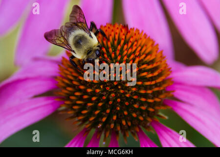 Eine Hummel über eine coneflower Stockfoto
