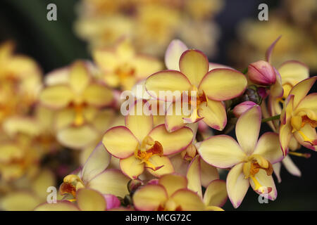 Spathoglottis orchid flower Mello Yellow Stockfoto