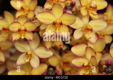 Spathoglottis orchid flower Mello Yellow Stockfoto