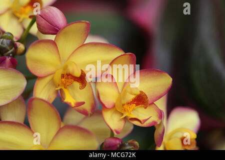 Spathoglottis orchid flower Mello Yellow Stockfoto