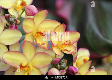 Spathoglottis orchid flower Mello Yellow Stockfoto