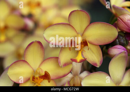 Spathoglottis orchid flower Mello Yellow Stockfoto