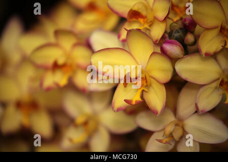 Spathoglottis orchid flower Mello Yellow Stockfoto