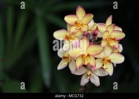 Spathoglottis orchid flower Mello Yellow Stockfoto