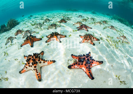 Bunte Chocolate Chip Seesterne, Protoreaster nodosus, decken Sie die sandigen Meeresboden eines Seegras Wiese in Raja Ampat, Indonesien. Stockfoto