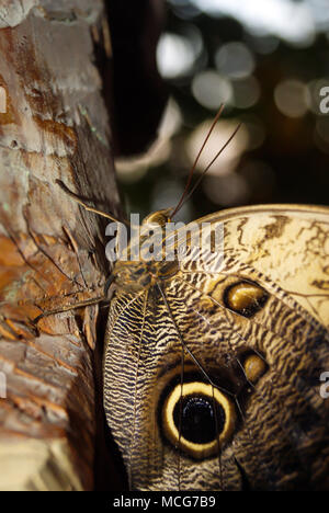 Schmetterling Caligo memnon (giant Eule oder blass Owl) auf einem Baumstamm auf einem dunklen Hintergrund closeup Stockfoto