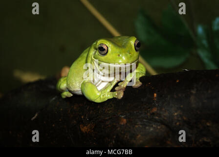 Australian Green Tree Frog (Litoria caerulea, Weiß oder Pummelig Laubfrosch) Closeup auf einem dunklen Hintergrund Stockfoto