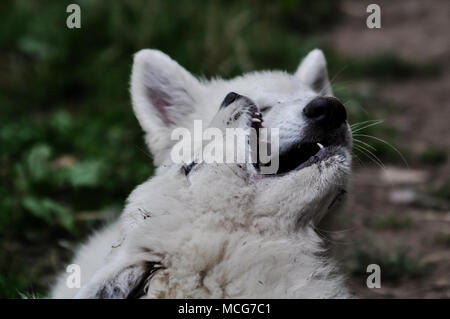 Zwei weiße baby wolf Becher oder Puppy's spielen in einer natürlichen Umgebung. Stockfoto