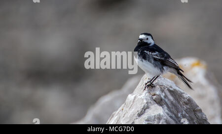 Pied Bachstelze (Motacilla alba) auf einem Felsen in Morecambe Bay, England, Großbritannien am 11. April 2018 getroffen. Stockfoto