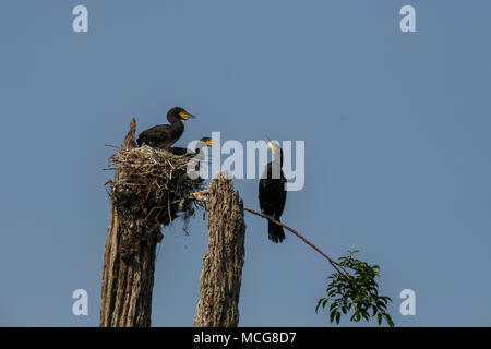 Ein Kormoran Nest mit Küken auf einem Baumstumpf im Periyar Nationalpark Lake in Thekkady, Kerala, Indien, Oriental darter Stockfoto