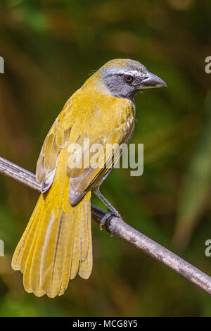 Buff-throated Saltator, Saltator Maximus, in Costa Rica. Stockfoto