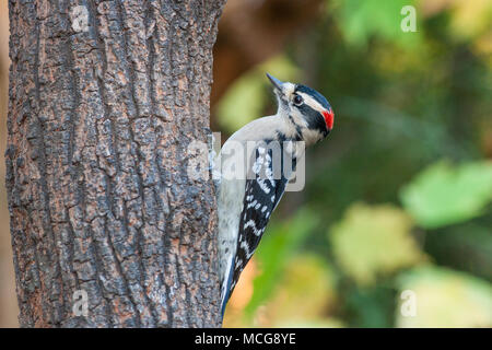 Downy Woodpecker, Picoides pubescens, in North Carolina im November. Die Downey Specht ist der kleinste Specht in Nordamerika. Stockfoto