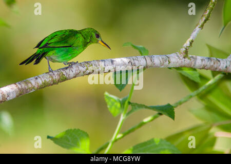 Honeycreeper juvenlie Grün, Chlorophanes spiza, ein kleiner Vogel in der tanager Familie, bei La Selva Biologische Station in Sarapiqui, Costa Rica. Stockfoto