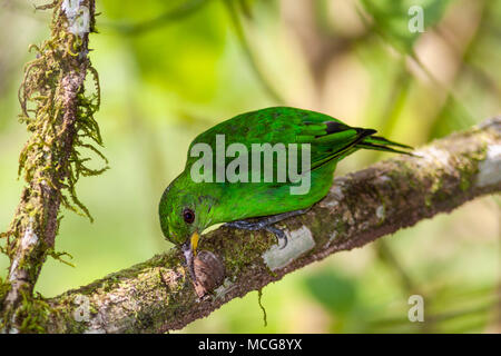 Honeycreeper juvenlie Grün, Chlorophanes spiza, ein kleiner Vogel in der tanager Familie, bei La Selva Biologische Station in Sarapiqui, Costa Rica. Stockfoto