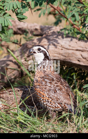 Northern bobwhite, die Bobwhite Wachtel (Colinus virginianus), der seinen Namen von einem ausgeprägten erhalten, pfiff' bobwhite" nennen, auf der Suche nach Wasser. Stockfoto