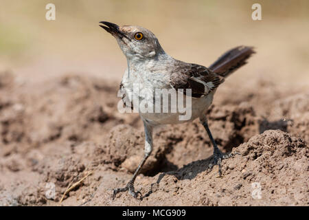 Northern Mockingbird, Mimus polyglottos, der einzige Mockingbird gewöhnlich in Nordamerika gefunden, auf der Suche nach Wasser und Entlastung von der Sommerhitze. Stockfoto