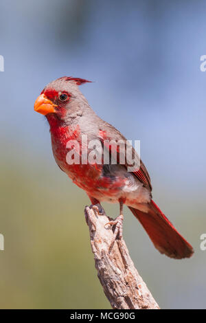 Sinuatus Pyrrhuloxia, Cardinalis, einem mittelgrossen nordamerikanischen Vogels in der gleichen Gattung wie die nördlichen Kardinal, auf der Suche nach Wasser und Entlastung von Sun Stockfoto