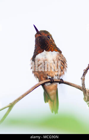 Funkelndes Kolibri, Selasphorus scintilla, Savegre Mountain Lodge in Costa Rica. Stockfoto