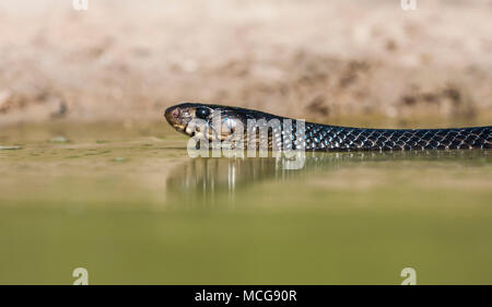 Texas Indigo Snake, Drymarchon erebennus Melanurus, kommen für Wasser zu einem Teich im Süden von Texas. Texas indigo Schlangen lieber leicht bewachsenen Gebieten. Stockfoto