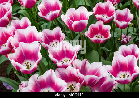 Triumph Tulip, Tulipa 'INSPIRATION', im Keukenhof Gardens in Südholland in den Niederlanden. Stockfoto