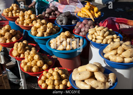 Teil der Kartoffel in den Anden, Ecuador Stockfoto