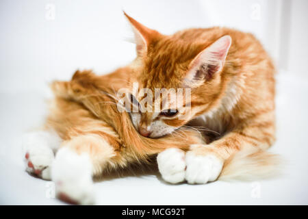 Die dimmy Ginger cat Stockfoto