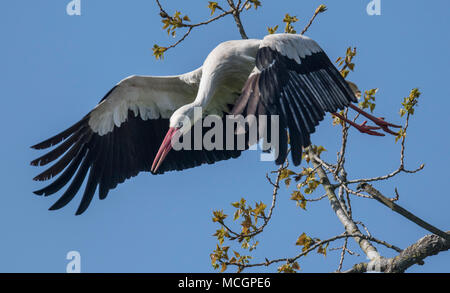 17. April 2018, Biebesheim, Deutschland: ein weißstorch Weg von dem Ast eines Baumes, um Nahrung zu suchen. Eine der größten Brut Kolonien der Zugvögel hier existieren mit mehreren Dutzend Brutpaare. Foto: Boris Roessler/dpa Stockfoto