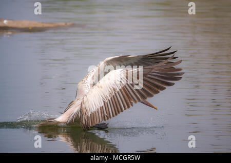 Einen Punkt in Rechnung pelican Angeln im See Stockfoto