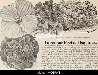 . Einzel- und Doppelzimmer KNÖTCHENFÖRMIGE VERWURZELTEN BEGONIEN. Tuberöse = verwurzelt Begonien. Tuberöse verwurzelten Begonien sind unter den handsomest und Beliebtesten unserer Sommer - Blumenzwiebeln, sowohl für das Einpflanzen in die offene Grenze für den Sommer Dekoration und für das Wachsen in den Töpfen für das Gewächshaus, Wintergarten oder Wohnzimmer. Nichts kann Excel die Leuchtkraft Ihrer Farben, die Feinheit Ihrer Tönungen, den Reichtum ihrer wächsernen Blumen und die herrlich-ness ihrer Wirkung in Massen oder ihrer anmutigen Erscheinung in Betten und Grenzen. Wir haben eine Spezialität dieser bezaubernden pflanzen für mehrere Jahre, versucht haben. Stockfoto
