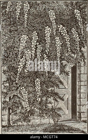 . Glyzinien Sinensis. Chinesische GLYZINIEN. Eine der besten aller hardy Kletterer. Wenn eine sonnige Lage und eine liberale Düngung rasch wächst, und stellt, wenn in der Blüte eine prachtvolle Erscheinung. Glyzinien Sinensis. Die beliebteste Sorte, Herstellung von du-sands von hängend Cluster von zart violett-blauen Blüten, reich parfümiert. 30 bis 50 cts. Jedes. Glyzinien Sinensis Alba. Ähnliche Gewohnheit zu Sinensis, mit rein weißen Blüten; Eine schöne Kletterpflanze. 50 cts. Jedes. Glyzinien Multijuga, fl. pi. Eine schöne Doppel-ering Sorte, mit Lila und blaue Blüten. $ 1,00. Stockfoto