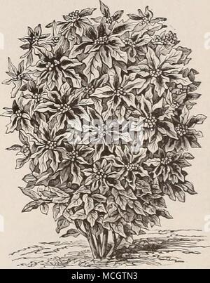 . F. l'I'HORBIA HkTEROPIIYLLA' EUPHORBIA HETER 0 PHYLLA. (Mexikanisches Feuer Pflanze, Blatt gemalt. Feuer auf dem Berg.) 5807 diese geniale Neuheit ist ein robustes jährliches der einfachsten Kultur und ähnelt in Gewohnheit und Farbe die schöne Hot-house Poinsellia. Die Pflanzen wachsen zwei bis drei Meter hoch, der Verzweigung Bush - wie Form, mit smooih glänzende Blätter, die auf den ersten ganz grün sind, sondern um die Mitte des Sommers Cluster von kleinen weissen Blüten erscheinen am Ende jeder Zweig umgeben von schönen orange scarlet Hüllblätter, präsentiert ein markantes und brillante Kombination von Farben 10 EXACUM. Bilden kleine, d Stockfoto