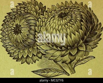 . HELICHRYSUM, silber Kugel. Nr. 4010. Eine herrliche neue Vielfalt von diesem Favoriten ewige Blüte. Die Pflanze wächst ungefähr 2 Fuß hoch, mit üppigen helle grüne Laub, und produziert eine große Fülle von sehr großen, regelmäßig gefüllte Blüten vom reinsten Weiß gebildet. Pro Pck., 20 cts.; 3 pkts., 50 cts. Chrysantheme, Neue japanische und chinesische Hybriden. Nr. 4004. Die hier angebotenen Samen ist von herrlichen Herrn Ti h.s Spaulding Sammlung gespeichert wurden, von Blüten, die sorgfältig gekreuzt wurden, und erwartet werden kann, dass einige seltene Neuheiten in diesem beliebten Blume zu produzieren. Chrysantheme Samen, der in autolöscher Stockfoto