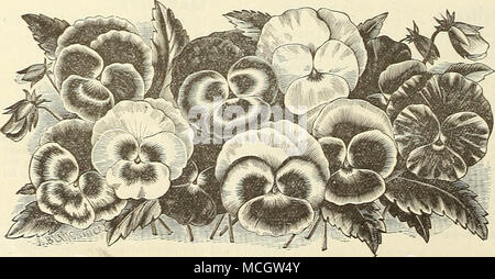 . Stiefmütterchen. Wie wir dieses Werk gegeben haben. spezielle Auswahl und cultivatiou, der Vorrat oflered kann wieder auf als die beste Umarmung aus in- und ausländischen Sammlungen. Es kombiniert mit Blumen der größten Größe und feinsten Bilden die die meisten Ex-quisite Farbabstufungen. Pot-gewachsen, 15 cts. Jedes; § 1,50 pro Doz. Aus Frames, 10 ct ^. Jedes; 75 cts. pro Doz. ; $ 5,00 pro 100. Stockfoto