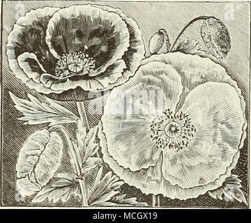 . Shirley Poppy. POPPY. (Papaver.) Ein auffälliges und einfach robustes jährliches, mit großen, leuchtend farbige Blumen angebaut, frei wachsende in jedem gar-den Boden und produzieren einen feinen eff' ect in großen Klumpen oder gemischte Betten. Sow in den frühen sjiring, wo Sie sind, zu bleiben, da sie nicht umpflanzen tragen; 2 Füße. 6384 Shirley Mohn. Diese charmanten Mohnblumen sind in der Regel Einzel- oder halb-Doppel. Die Farbpalette reicht von reinem Weiß über die zarte Schattierungen von rosa, Rose und Carmine zu tiefsten Crimson, ist so vielfältig, dass kaum zwei sind gleich, während viele fein scharfkantig und Stockfoto