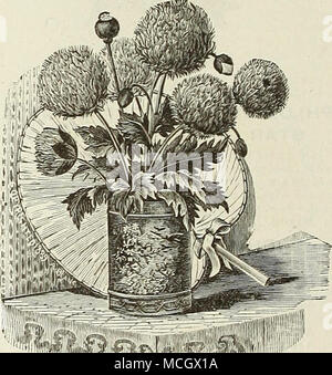 . Märchen - Blush Poppy. Portulak. Einer unserer besten robustes jährliches Pflanzen, der einfache Kultur, gedeihen am besten in einem eher reiche, leichte Lehm oder Sand}' Boden, und schwelgt in einer sonnigen Lage; die einzelnen blühenden Sorten sind groß und brillant, der reichsten Farbtöne und produziert den ganzen Sommer über bis zum Abwinken; feine für massing in Betten, Bordüren, oder Rock - arbeiten; 6 Zoll. 6401 Alba Pura. Reines Weiß 5 6403 Brillante Scarlet 5 6404 Gold Gestreift 5 6405 Neue Rosa 5 6406 Orange Perfektion 5 6400 gemischt. Alle Farben. Pro Unze., 75 cts 5 6410 Grandiflora Flore Pleno (Double Floi Stockfoto