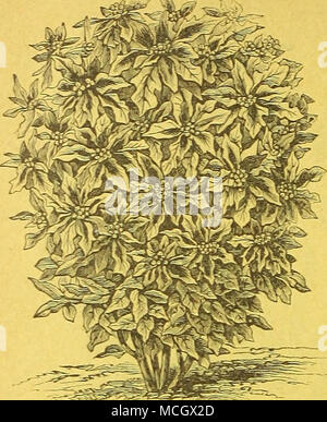. Euphorbia Heterophylla. EUPHORBIA HETEROPHYLLA. (Mexikanisches Feuer Werk, lackiert Blatt, das Feuer auf die l1 Berg.) Diese seltene und geniale Neuheit ist ein robustes jährliches der einfachsten Kultur, aud ähnelt in Gewohnheit und Farbe das Beau-tiful hot-house Poinsertia. Die j) lants wachsen zwei bis drei Meter hoch, der Verzweigung Bush - wie Form, mit glatten glänzenden Blättern, die auf den ersten ganz grün sind, sondern um die Mitte des Sommers Cluster von kleinen weissen Blüten erscheinen am Ende jeder Zweig umgeben von schönen orange scarlet Hüllblätter, präsentiert ein markantes und brillante Kombination von Farben. Saatgut gesät Ohr. Stockfoto