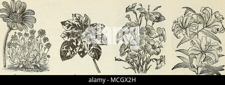 . Kaulfussia Lavatera LiNUM. Lily. IPOMOPSIS. (Stehende Zypresse.) Eines unserer attraktivsten Gratis - blühende Pflanzen, mit feinem Laub: Schön für Wintergarten oder Garten decora-Bedingungen; gelingt es in einem trockenen, Böden, die langen Stacheln &Lt;von schillernden bunten Blumen; die Hälfte - hardy Biennalen, bloom-ing die erste Jahreszeit, wenn es früh im Haus gesät wird" oder hot-Bett; 3 Füße. Pro PCK. 5975 Elegans. Schönen langen Stacheln von scarlet Flow-ers ähnlich der Zypresse-rebe 5 .5980 gut gemischt. Der verschiedenen orange Scharlach-col-Verodert Blumen 5 KAULFUSSIA. Wünschenswert kompakte Zwerg reichblühend p Stockfoto