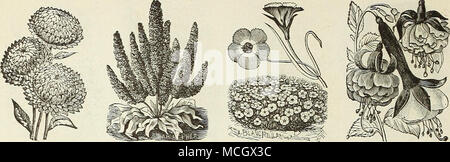 . Helichrysum. Statice. UCHSIAS Fenzlia. t. EVE R LASTI^Q, S-Conti 7 Iüd. ACROCLINIUM. Bezaubernde Rabattenpflanze mit schönen Blumen, frei wachsende in jedem guten Gartenboden; die Hälfte Winterharte Einjährige; 1 Fuß. Pro PCK. 5021 Roseum. Leuchtend rosa 5 5030 gemischt. Pro Unze., 60 cts 55025 Roseum Flore Pleno. Diese neue Doppel Rose - Farbige Vielfalt ist eine der bisher besten eingeführt. Die Blüten sind grösser als die Single, die Pflanze größer und mehr Verzweigungen; 15 Zoll 10 AMMOBIUM. Ein hübsches, nützliche Grenze Pflanze viel verwendet, wie eine ewige Blume für Winter Blumensträuße; robustes jährliches; 2 Füße. 5112 Alatum. Auffällige kleine weiße Blumen Stockfoto