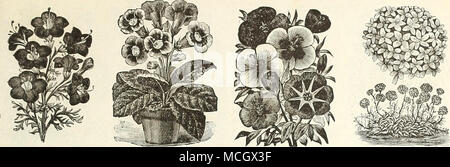 . GiLIA. Gmllahdia. GENTIANA. (Enzian). Ein charmantes winterharte Staude wliich blüht Anfang Mai. Der Zwerg Sorten sind hervorragend für Bordüren, etc. PRO PCK. 5852 Acaiilis. Der blaue Enzian, Blumen reichen Blau; 6 Zoll 10 GERANIUM. Ein beliebter Bodendecker für das Haus oder Garten, ex-tensively für massing; die Hälfte winterharte Staude; Blume-ing Die "erste Saison; von 1 bis 3 Fuß. 5850 Zonale, Gemischt. Eine hervorragende Zugentlastung der größten und feinsten Sorten; Mi. xed Farben 10 5845 bunt gemischt. Bronze, Gold und Silber dreifarbige Laub Sorten 25 5846 Doppel, Mixed. Das Saatgut wird erzeugt Stockfoto