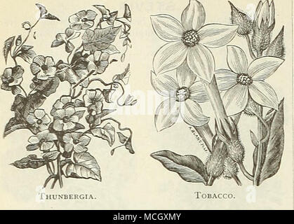 . Thunbergia TAGETES. Ein Zwerg, kugelig, kompakte, buschige Pflanze, mit Galan-tiful zarte fern - wie Blätter, dicht mit Dow-ers; wertvoll für Grenzen sowie Betten; die Hälfte - robustes jährliches. Pro PCK. 6654 Signata Pnmila. Helle vellow, gestreift Braun; 1 Fuß." 5 6655 Pnmila Goldeu König. Eine attraktive reiche Farbe orange, kurzer und kompakter Wuchs, Sehr reichblühend; 10 Zoll 10 THUNBERGIA. (Black-Eyed Susan.) Schöne rapid wachsenden Kletterer, Thi - Wohnraum in einem Licht, reich, lehmigen Boden, in warmen Situationen im Garten; die iJowers sind sehr schön und werden ausgiebig während der Meere getragen Stockfoto