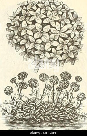 . L. LIJX 1 NIA. GODETIAS. c; au .|. ahdia. GENTIANA. (Enzian). Ein charmantes winterharte Staude, die blüht Anfang Mai. Der Zwerg Sorten sind hervorragend für Bordüren, etc. PRO PCK. 5852 Acaiilis. Der blaue Enzian, Blumen reichen Blau; 6 Zoll 10 GERANIUM. Ein beliebter Bodendecker für das Haus oder Garten, ex-tensively für massing; die Hälfte winterharte Staude; Blume-ing die erste Jahreszeit; von 1 bis o Füße. 3850 Zonale, Gemischt. Eine hervorragende Zugentlastung der größten und feinsten Sorten; gemischte Farben 10-5845 bunt gemischt. Bronze, Gold und Silber dreifarbige Laub Sorten 25 5846 Doppel, Mixed. Tliis Saatgut Stockfoto