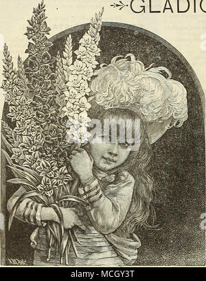 . Ida weiß, getönte Rose, geflammt Carmine, unteren Blütenblätter gelb. Isaac Buchanan. Reines Gelb; eine schöne Blume. La Candeur. Reines Weiß, schwach gestreifte Carmine. Le Poussin. Licht rot, große weiße Fleck. Le Vesuve. Intensive feurig rot; eine reiche Farbe. Leander. Einen schönen Schatten der Lila geflammt Carmine, weiß ich Band in der Mitte jedes Blütenblatt. Mad. Monneret. Zarte Rose, gestreift weiß, Carmine Fleck auf Lachs. Martha Washington. Reines Licht gelb, unteren Blütenblätter gefärbten Rose, langen Stacheln. 15 cts. Jedes; 1,50 $ pro. Unsere Liste von diesem charmanten Blume hat erneut überarbeitet und enthält Stockfoto