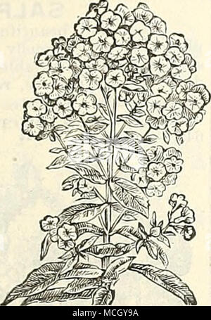 . Phlox Drummondi. Mehrjährig Phlox. PHLOX DRUMMONDI NANA. Diese neue Sorte ist von einem Zwerg, kompakter Wuchs, und Macht wünschenswert, Topfpflanzen, auch für Flachbandkabel Leitungen und Masse-ing; 10 Zoll in der Höhe. 6344 S. Heynholdi Cardinalis. Kompakte, buschige kugelförmigen Pflanzen, bedeckt mit schönen Kupferfarben - Scharlach Blumen 10 6343 - Nana Compacta, "Feuerball." brillante Scarlet 20 6345 - Nana Compacta, "Snowball". Reines Weiß. 20 6350-Gemischt. Zwerg Sorten gemischt. Pro Unze., $ 5,00. 20 6355 - Decussata, mehrjährig, Gemischt. ThisPhlox ist einer der besten winterharte Stauden, für teds oder Borde Stockfoto