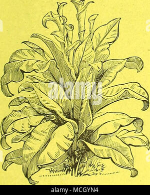 . CANNAS. Die neuen CROZY Zwerg. Nr. 5402. Diese Belastung besteht nur Zwerg Sorten, die eine Höhe von 3 bis 4 Meter erreichen. Für plaining in den Zentren der Coleus betten Sie sind wünschenswert, da sie nicht zu hoch und in der Saison ein reichhaltiges Masse der Blüte vorhanden. Pro Pck., 15 cts.; 2 für 25 cts. Samen 11888. AMARANTHUS TRICOLOR SPLENDENS. Joseph's Coat. Nr. 5093. Eine Verbesserung gegenüber der alten Amaranthus tricolor, die eine wünschenswerte Akquisition zu Zierpflanzen foliaged Pflanzen gefunden werden. Das Saatgut angeboten wurde aus Proben bemerkenswert brillante Färbung gespeichert und wird zweifellos eine beeindruckende Wirkung. Pro p Stockfoto
